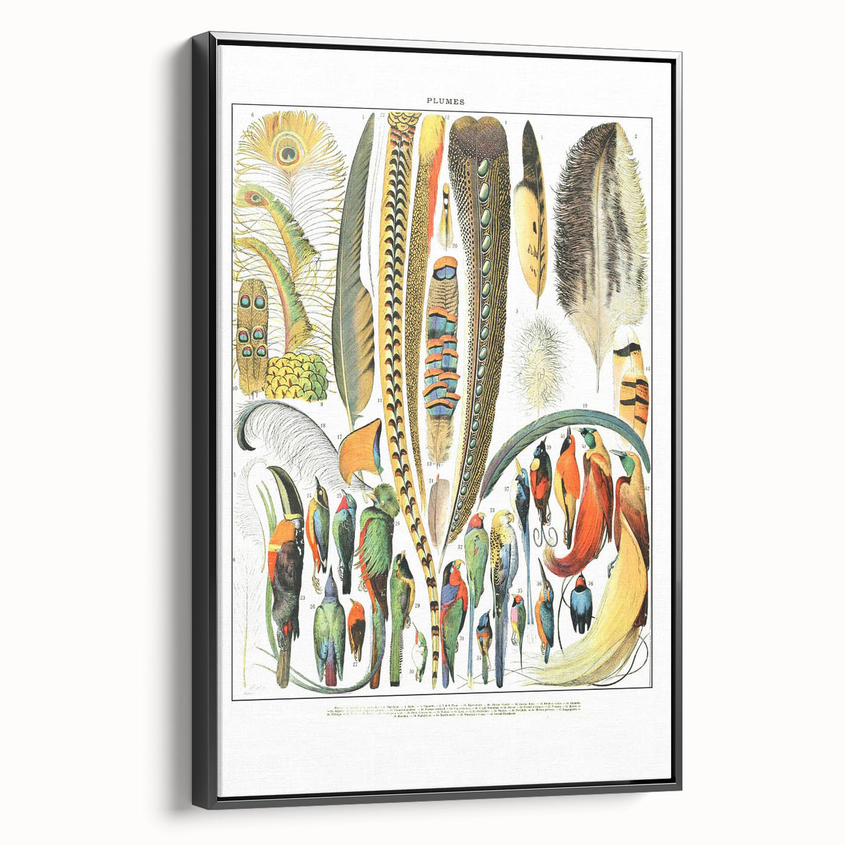 Vintage Plumes and Birds Illustration - Nature Elements Wall Art
