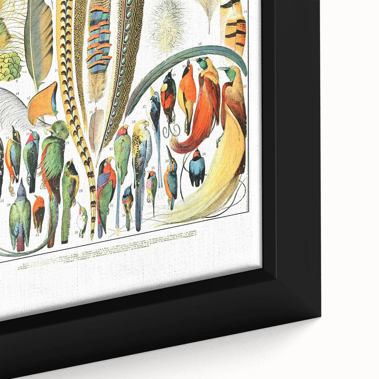 Vintage Plumes and Birds Illustration - Nature Elements Wall Art