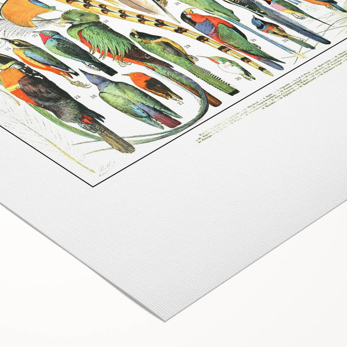 Vintage Plumes and Birds Illustration - Nature Elements Wall Art