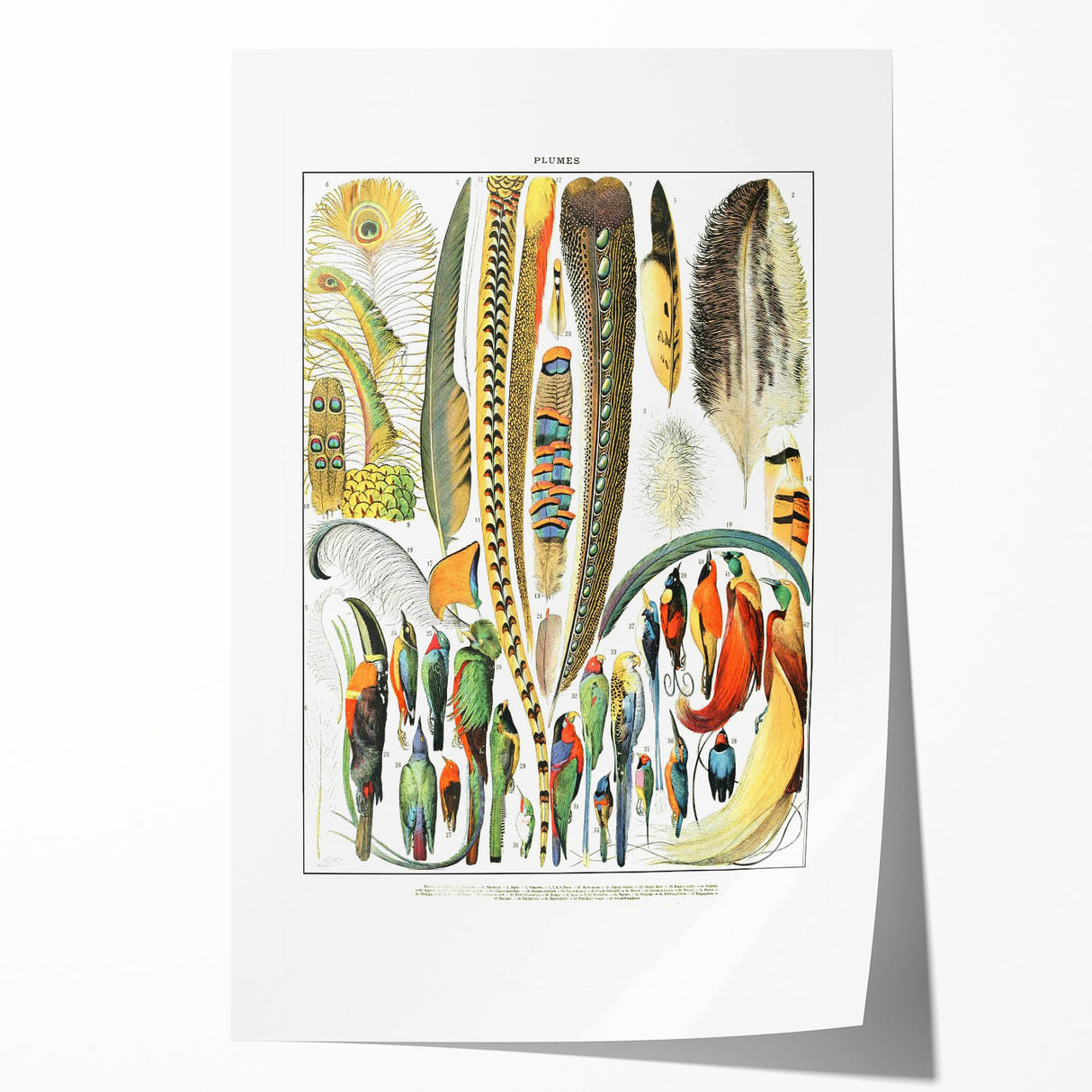 Vintage Plumes and Birds Illustration - Nature Elements Wall Art