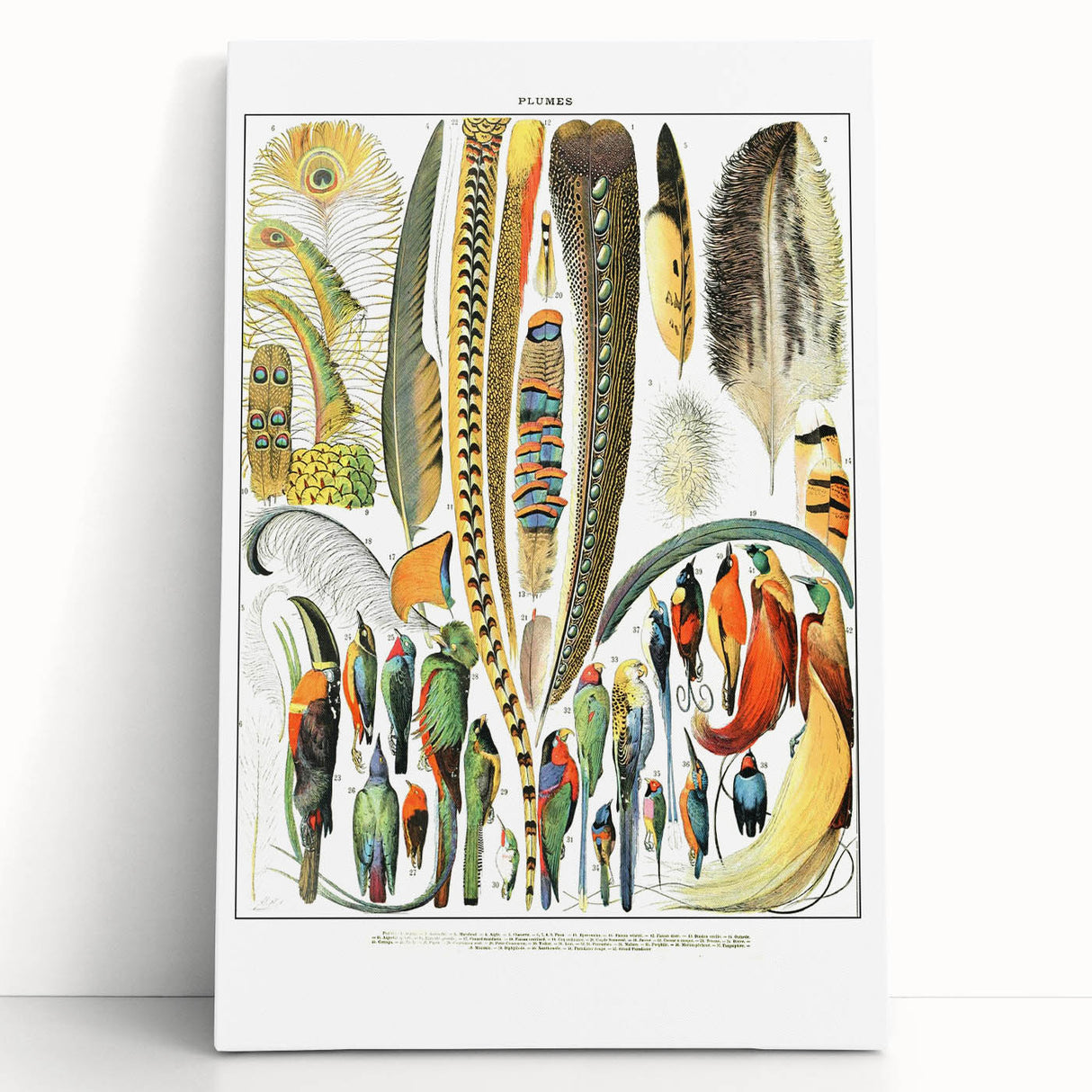 Vintage Plumes and Birds Illustration - Nature Elements Wall Art
