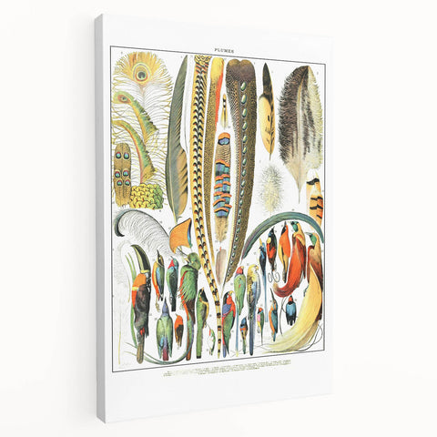 Vintage Plumes and Birds Illustration - Nature Elements Wall Art