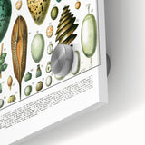 Vintage Egg Illustrations - Nature Elements Wall Art Print