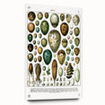Vintage Egg Illustrations - Nature Elements Wall Art Print