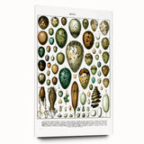 Vintage Egg Illustrations - Nature Elements Wall Art Print