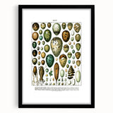 Vintage Egg Illustrations - Nature Elements Wall Art Print