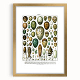 Vintage Egg Illustrations - Nature Elements Wall Art Print
