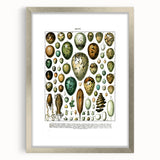 Vintage Egg Illustrations - Nature Elements Wall Art Print