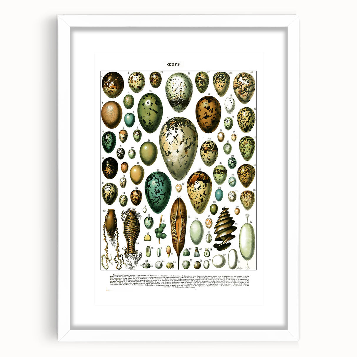 Vintage Egg Illustrations - Nature Elements Wall Art Print