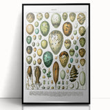 Vintage Egg Illustrations - Nature Elements Wall Art Print