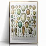 Vintage Egg Illustrations - Nature Elements Wall Art Print