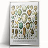 Vintage Egg Illustrations - Nature Elements Wall Art Print