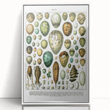 Vintage Egg Illustrations - Nature Elements Wall Art Print