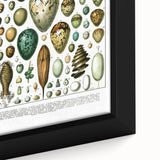 Vintage Egg Illustrations - Nature Elements Wall Art Print
