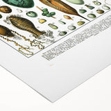 Vintage Egg Illustrations - Nature Elements Wall Art Print