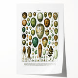 Vintage Egg Illustrations - Nature Elements Wall Art Print