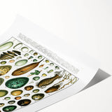 Vintage Egg Illustrations - Nature Elements Wall Art Print