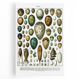 Vintage Egg Illustrations - Nature Elements Wall Art Print