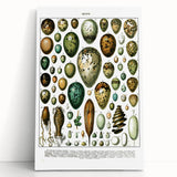 Vintage Egg Illustrations - Nature Elements Wall Art Print