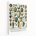 Vintage Egg Illustrations - Nature Elements Wall Art Print