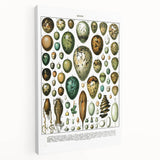 Vintage Egg Illustrations - Nature Elements Wall Art Print