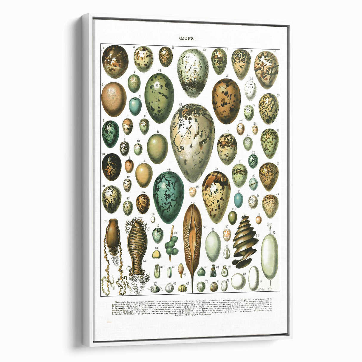 Vintage Egg Illustrations - Nature Elements Wall Art Print