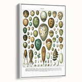 Vintage Egg Illustrations - Nature Elements Wall Art Print