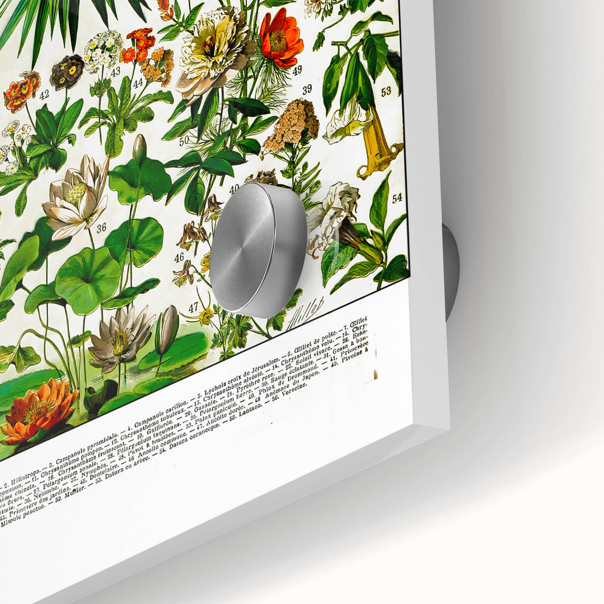 Vintage Floral Illustration - Nature Elements Wall Art Print