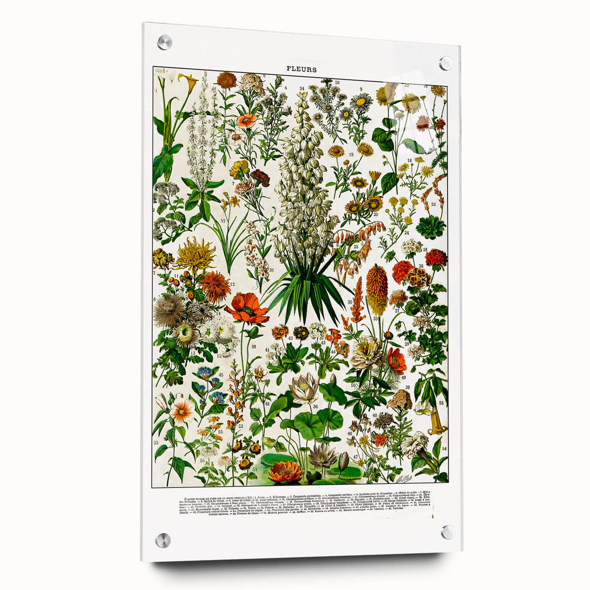 Vintage Floral Illustration - Nature Elements Wall Art Print