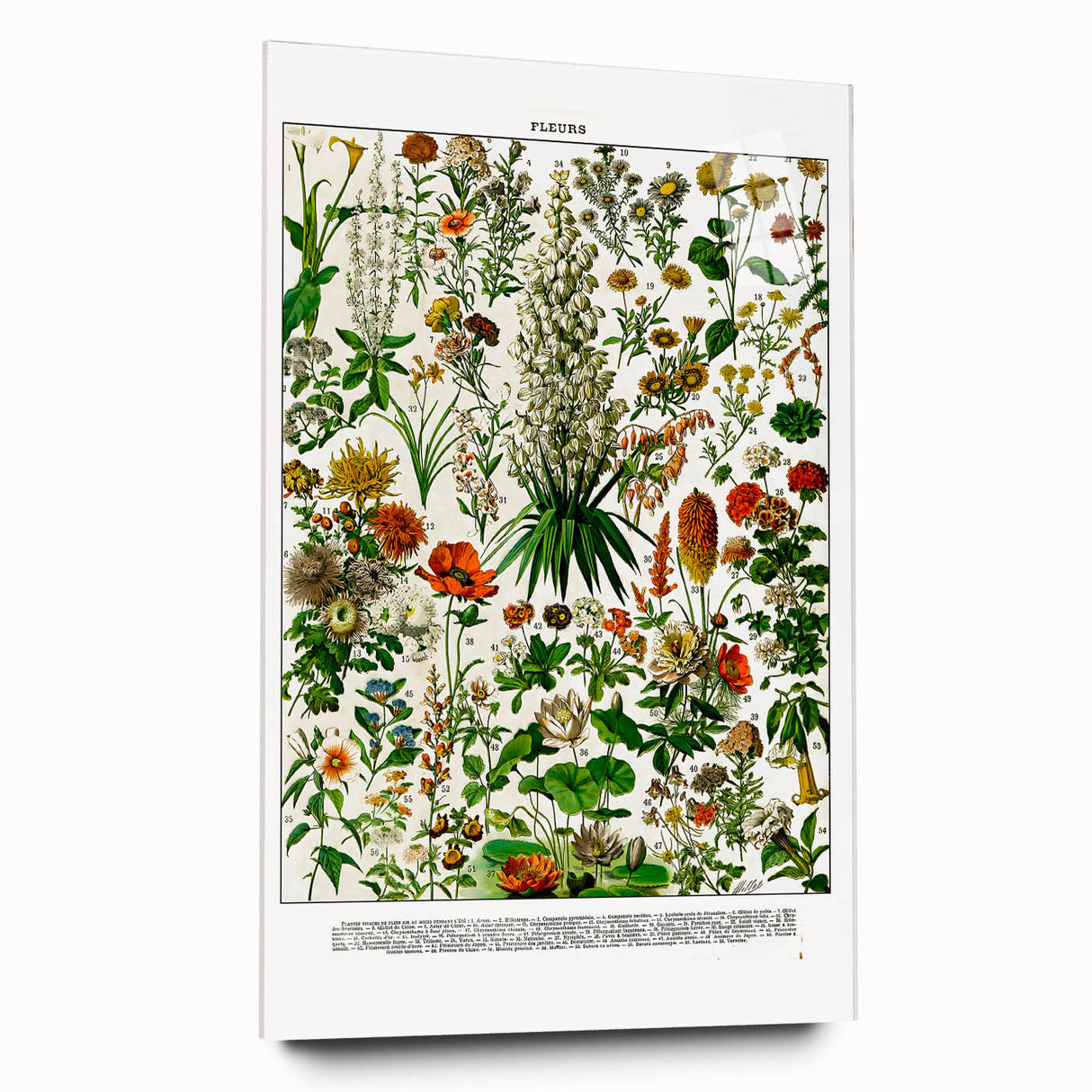 Vintage Floral Illustration - Nature Elements Wall Art Print