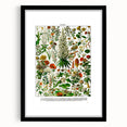 Vintage Floral Illustration - Nature Elements Wall Art Print