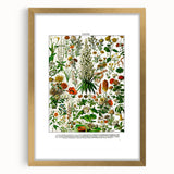 Vintage Floral Illustration - Nature Elements Wall Art Print