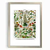 Vintage Floral Illustration - Nature Elements Wall Art Print