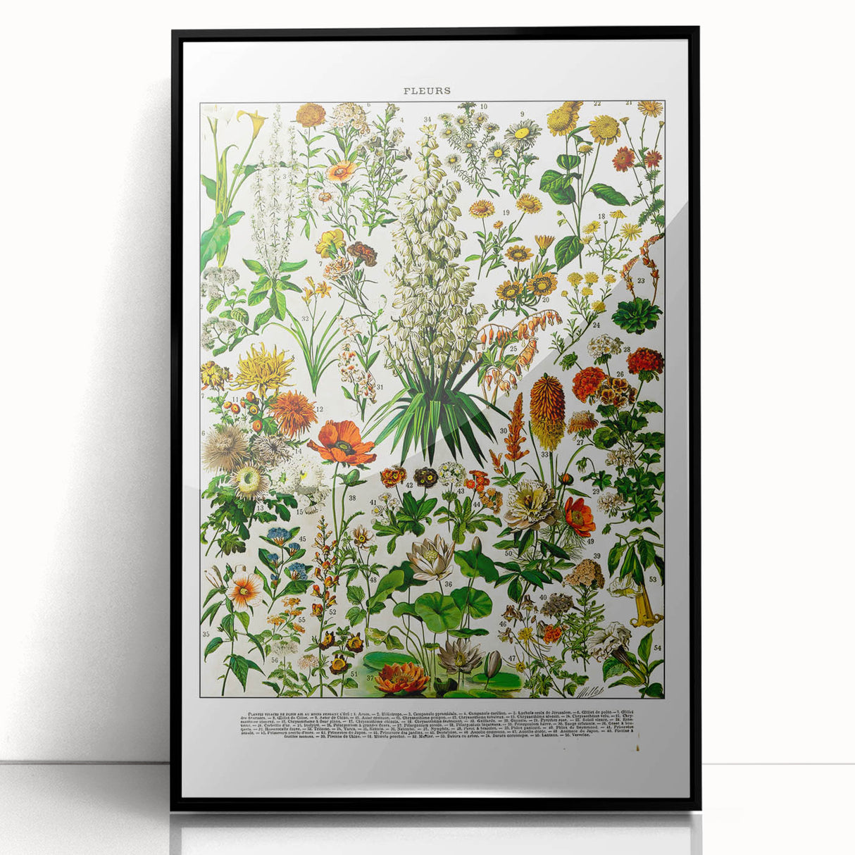 Vintage Floral Illustration - Nature Elements Wall Art Print