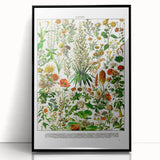 Vintage Floral Illustration - Nature Elements Wall Art Print