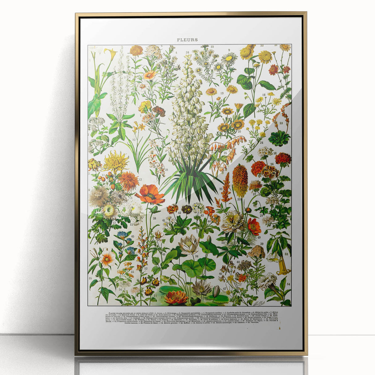 Vintage Floral Illustration - Nature Elements Wall Art Print