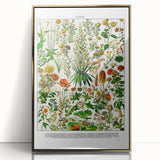 Vintage Floral Illustration - Nature Elements Wall Art Print