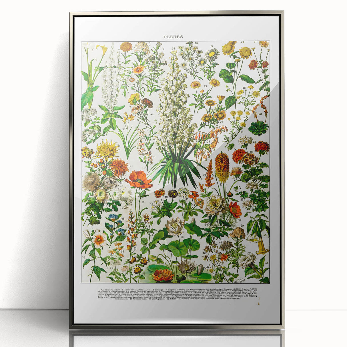 Vintage Floral Illustration - Nature Elements Wall Art Print