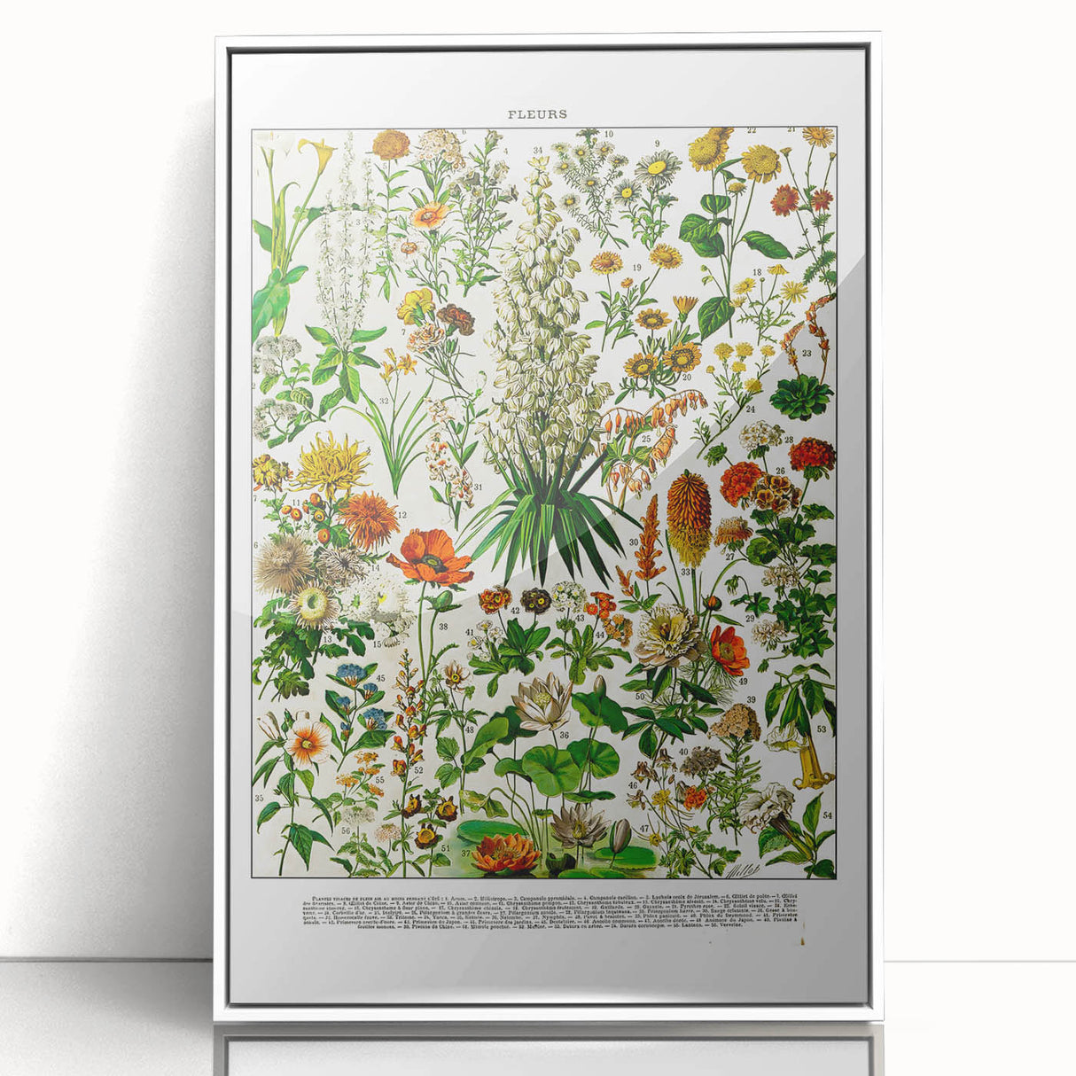 Vintage Floral Illustration - Nature Elements Wall Art Print