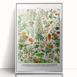 Vintage Floral Illustration - Nature Elements Wall Art Print