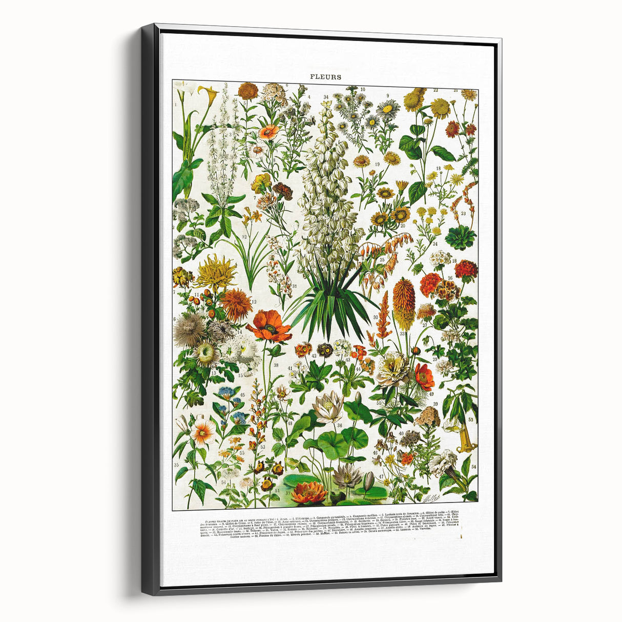 Vintage Floral Illustration - Nature Elements Wall Art Print