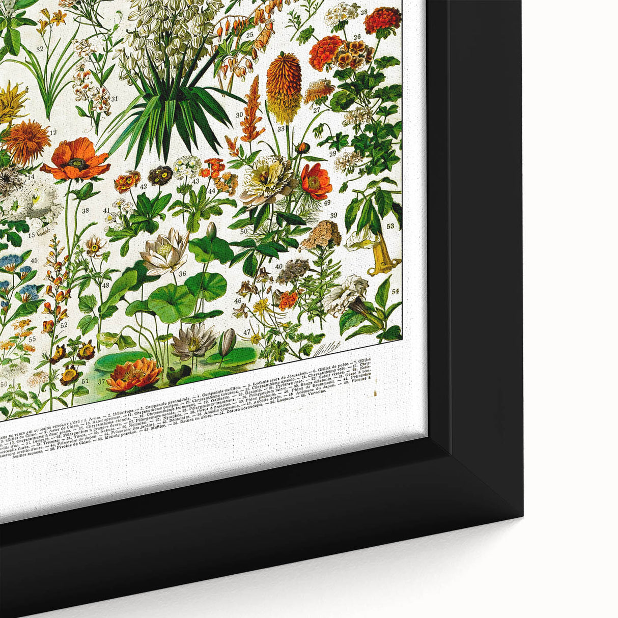 Vintage Floral Illustration - Nature Elements Wall Art Print