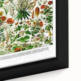 Vintage Floral Illustration - Nature Elements Wall Art Print
