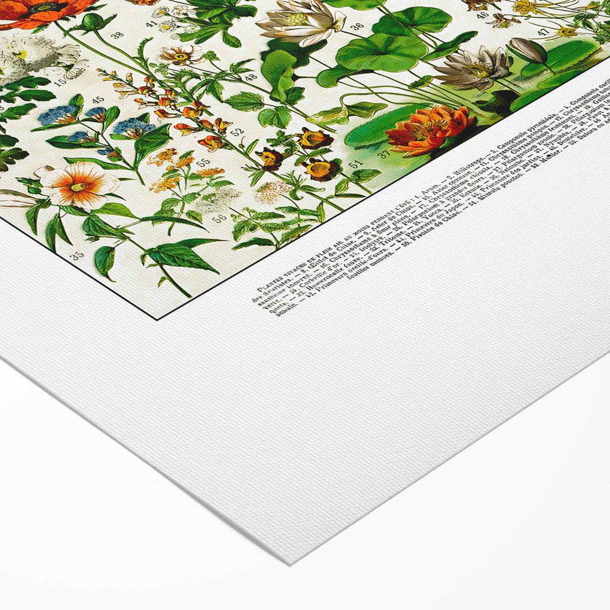 Vintage Floral Illustration - Nature Elements Wall Art Print