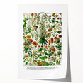 Vintage Floral Illustration - Nature Elements Wall Art Print