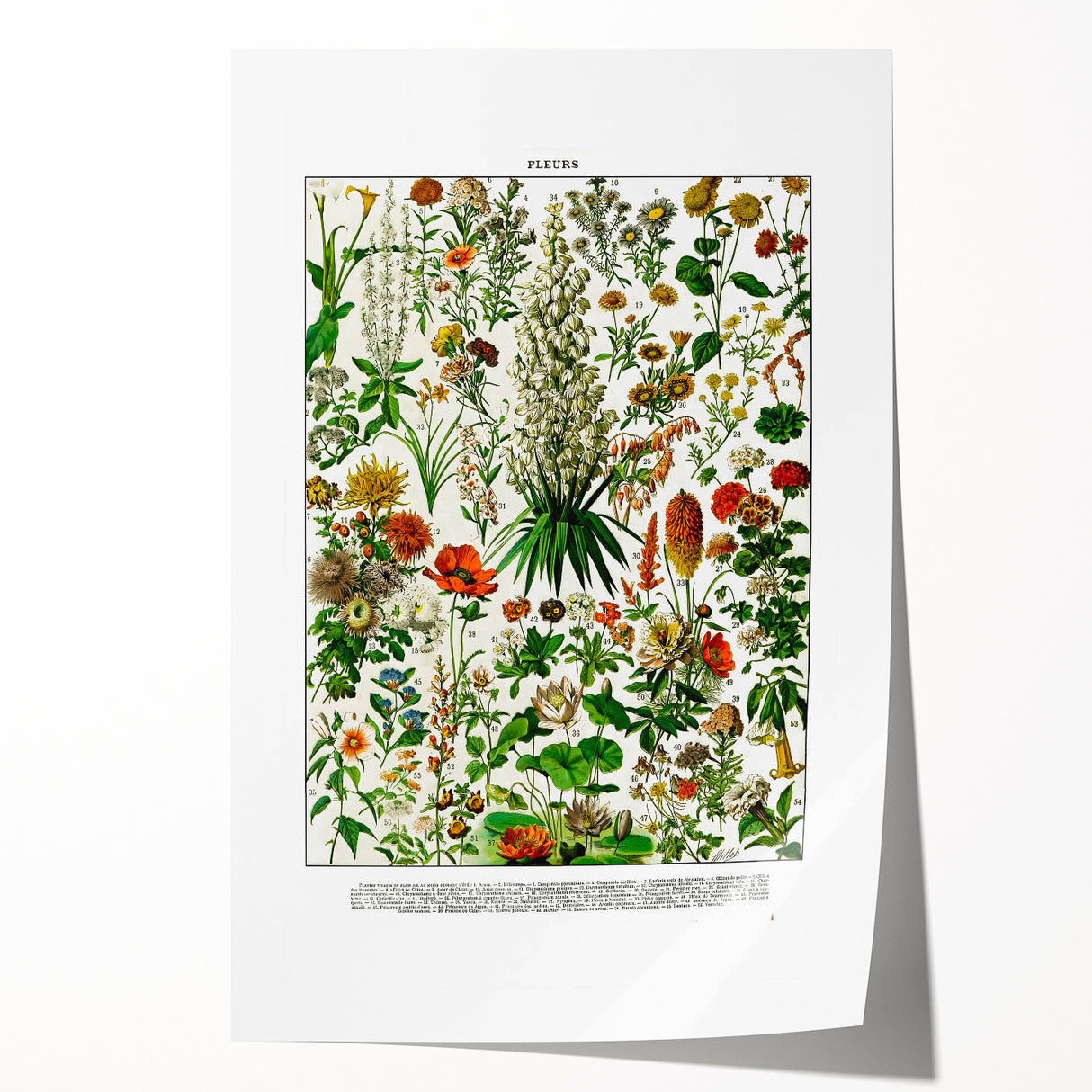 Vintage Floral Illustration - Nature Elements Wall Art Print