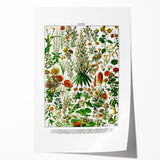 Vintage Floral Illustration - Nature Elements Wall Art Print