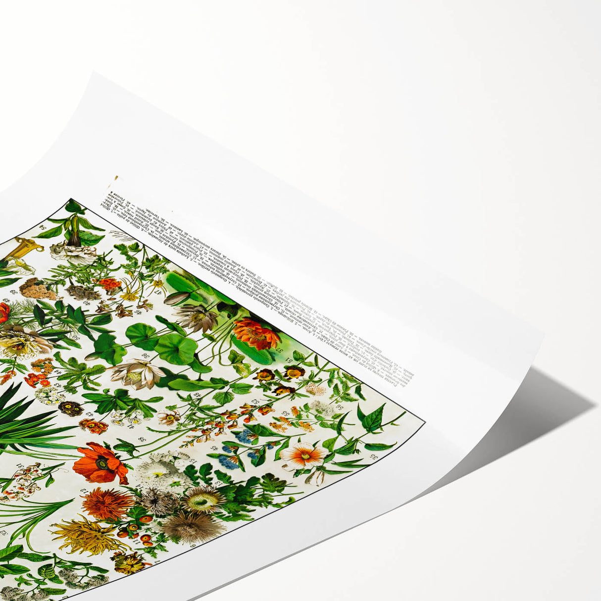 Vintage Floral Illustration - Nature Elements Wall Art Print