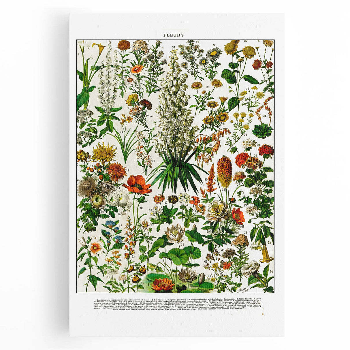 Vintage Floral Illustration - Nature Elements Wall Art Print