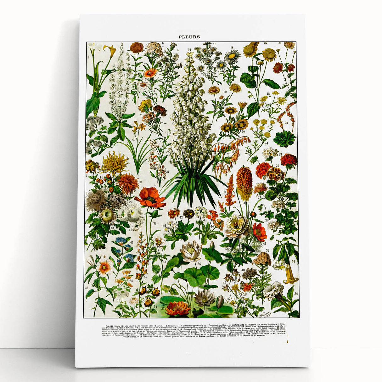 Vintage Floral Illustration - Nature Elements Wall Art Print